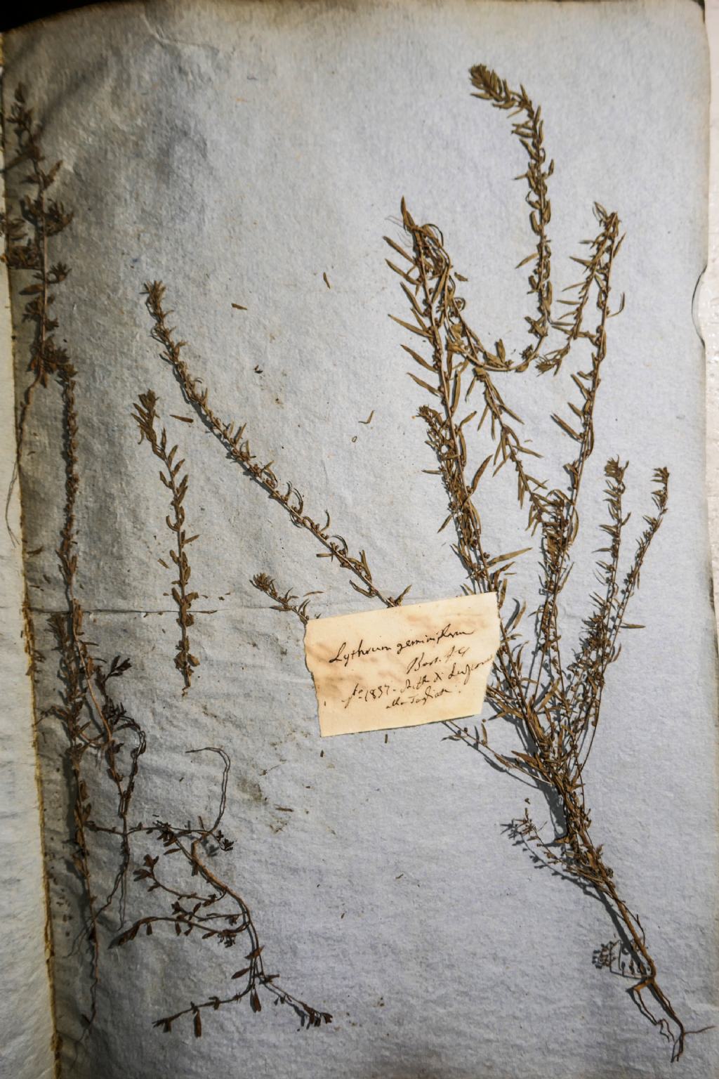 Lythrum thesioides: nuovit� per l''Italia.